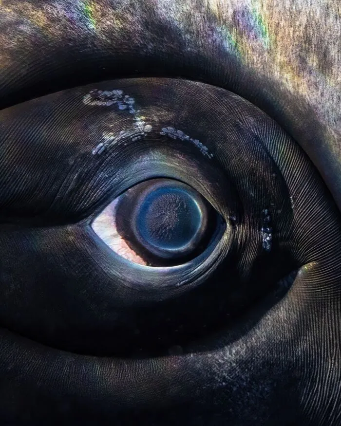 Photographer Captures Breathtaking Underwater Scenes (30 Pics)