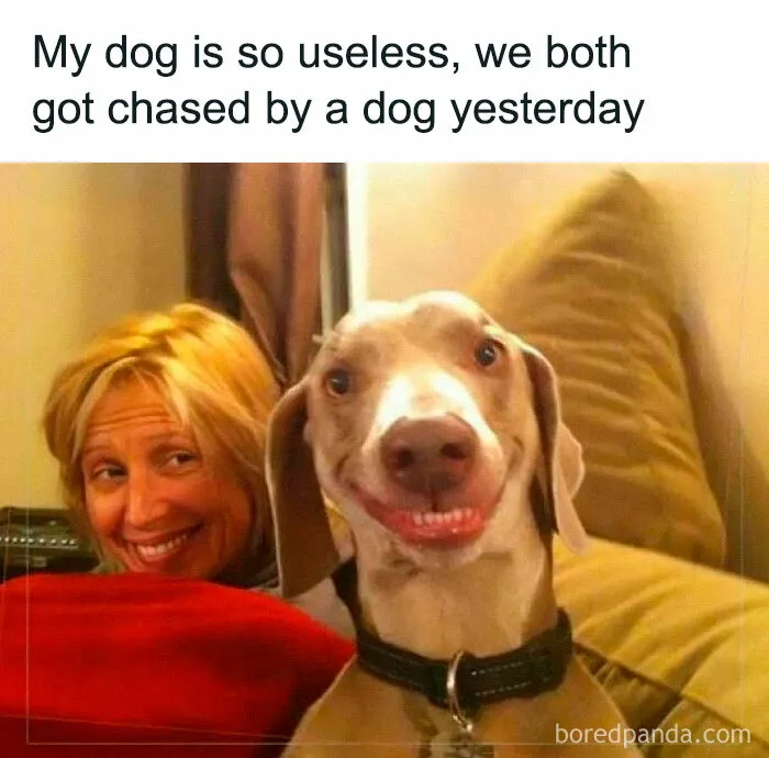 A humorous meme featuring a smiling dog and woman with text about a useless dog being chased by another dog.