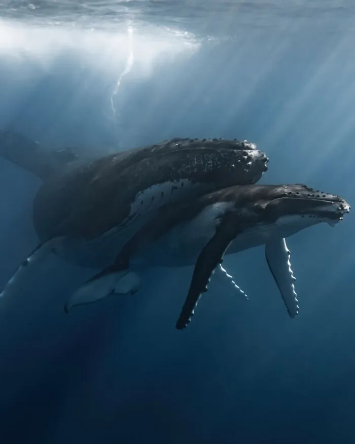 Photographer Captures Breathtaking Underwater Scenes (30 Pics)