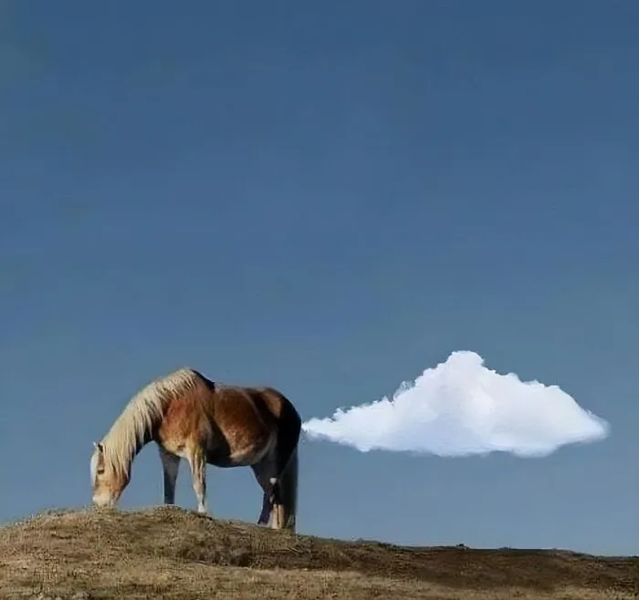 50 Hilarious Moments Of Pets Being All Drama, No Solutions (New Pics)