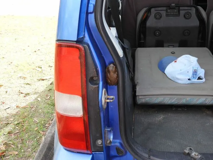 Frog clutching the edge of a blue car door, a funny wildlife pic showing unexpected animal behavior.