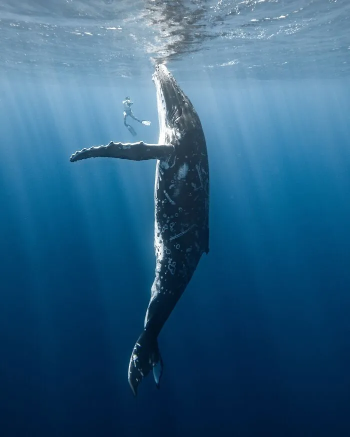 Photographer Captures Breathtaking Underwater Scenes (30 Pics)