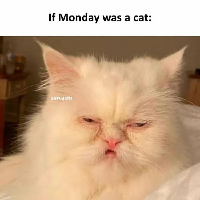 White cat with a grumpy face illustrating sarcasm, representing how Monday feels in hilariously sarcastic memes.
