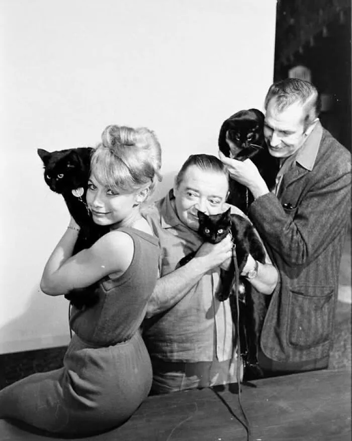 Black Cat Auditions In Hollywood