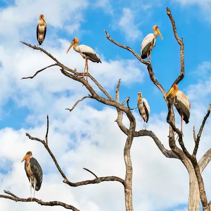 Group of painted storks perched on dry tree branches against a blue sky showcasing wildlife moments captured.