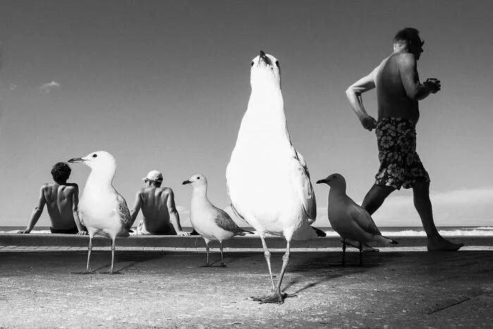 "Of Birds And Men" By Gavin Libotte (Australia)