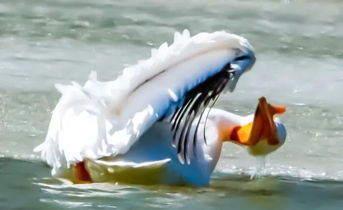 White pelican with an awkward pose in water, showcasing one of the hilarious wildlife pics that capture unpolished moments.