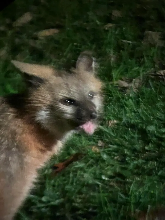 Blurry close-up of a wild fox at night sticking out its tongue in a hilarious wildlife pic.