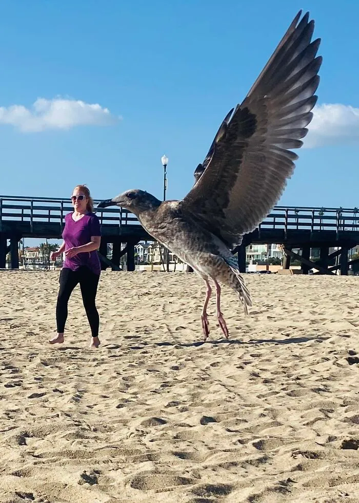 Seagull appearing oversized and comical on the beach near a woman walking, capturing hilarious wildlife moment.