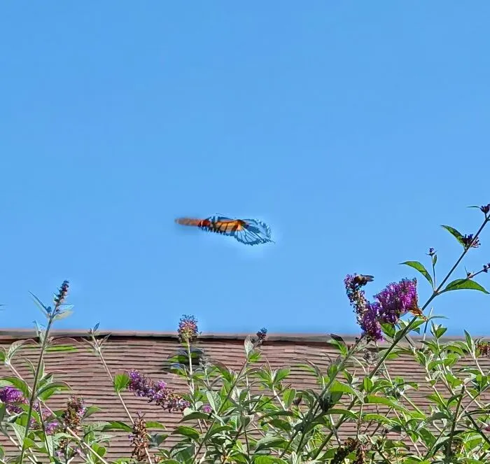 Butterfly mid-flight with wings in motion above purple flowers and green foliage in a hilarious wildlife pic.