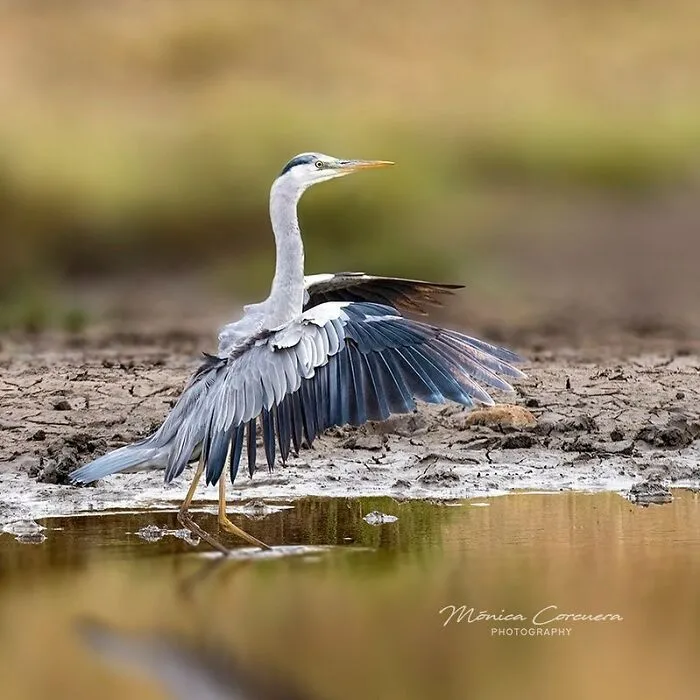 Heron spreading wings at water's edge, an unforgettable wildlife moment captured in natural habitat by Mónica L. Corcuera.