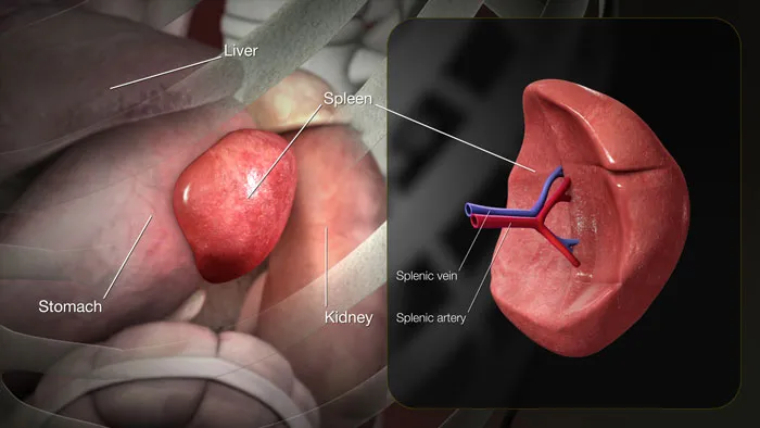 3D medical illustration showing spleen anatomy with labeled liver, stomach, kidney, splenic vein, and artery for autopsy discoveries.