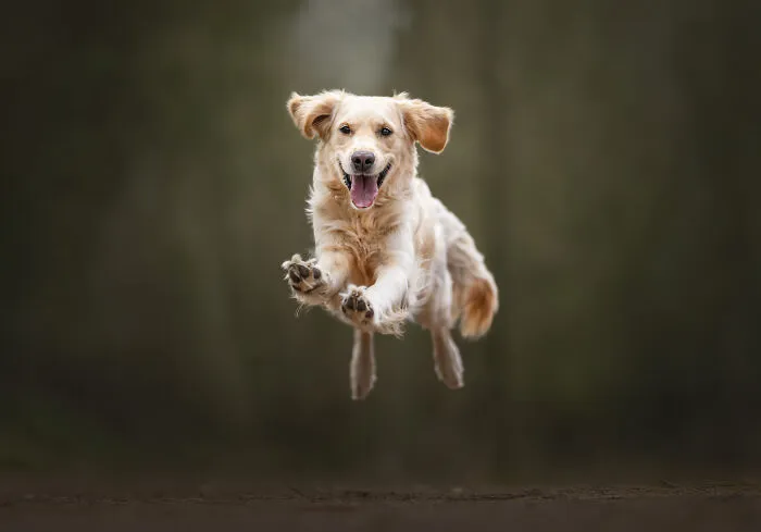 I’m A Dutch Dog Photographer, And These 37 Portraits Celebrate Canine Beauty