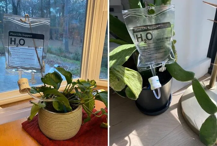Keep Your Leafy Friends Happy And Hydrated Even When You're On Vacation (Or Just Forgetful) With An <a Style="Display:inline;" Href="Https://Www.amazon.com/Plant-Life-Support-Houseplants-Accessories/Dp/B088rd63fs?ie=utf8&linkcode=ll1&tag=bpoctopus-20&linkid=0e178a40817f78517881ff5fb535fa5a&language=en_us&ref_=as_li_ss_tl" Target="_blank"><span Style="Font: Inherit; Color: #d74b1f;"> Automatic Watering System For House Plants </Span>