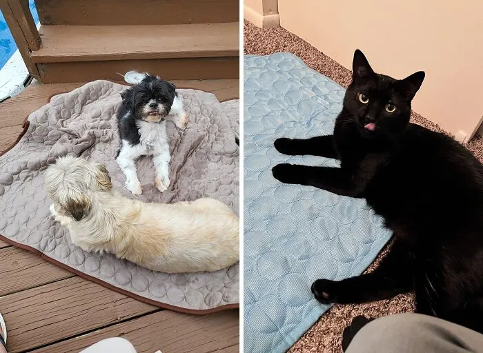 Your Furry Best Friend Can Finally Stop Giving You Those "Why Is It So Hot In Here" Side-Eyes This Summer Thanks To A Comfy <a Style="Display:inline;" Href="Https://Www.amazon.com/Microcosmos-Absorption-Waterproof-Materials-Adults-%ef%bc%8828/Dp/B089w3wcft?ie=utf8&th=1&linkcode=ll1&tag=bpshark-20&linkid=4059f737b1d009bcba06f94cccbfad1c&language=en_us&ref_=as_li_ss_tl" Target="_blank"><span Style="Font: Inherit; Color: #d74b1f;"> Cooling Mat For Pets </Span>