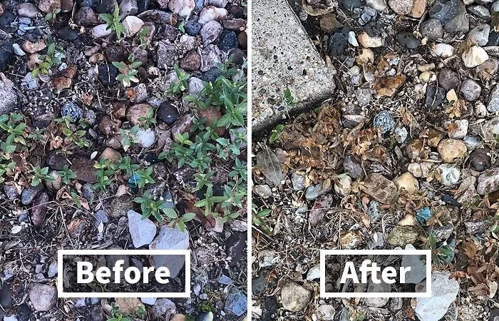 Show Those Unwanted Lawn Invaders Who's Boss And Reclaim Your Garden Beds With The Unyielding Power Of <a Style="Display:inline;" Href="Https://Www.amazon.com/Ortho-Groundclear-Grass-Killer-Ready/Dp/B07n6x547m?ie=utf8&th=1&linkcode=ll1&tag=bpoctopus-20&linkid=892a341d127f5b0ad5a1adb457790c3e&language=en_us&ref_=as_li_ss_tl" Target="_blank"><span Style="Font: Inherit; Color: #d74b1f;"> Groundclear Weed And Grass Killer </Span>