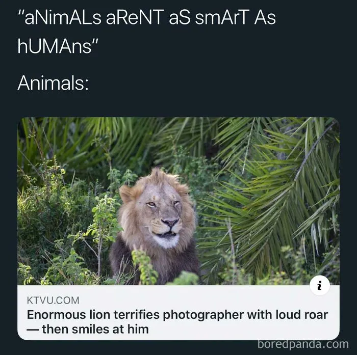Lions Are Actually Smart Animals