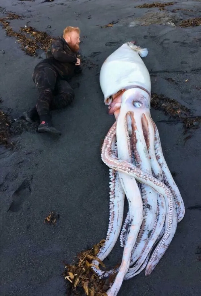 Giant Squid Found Near Wellington