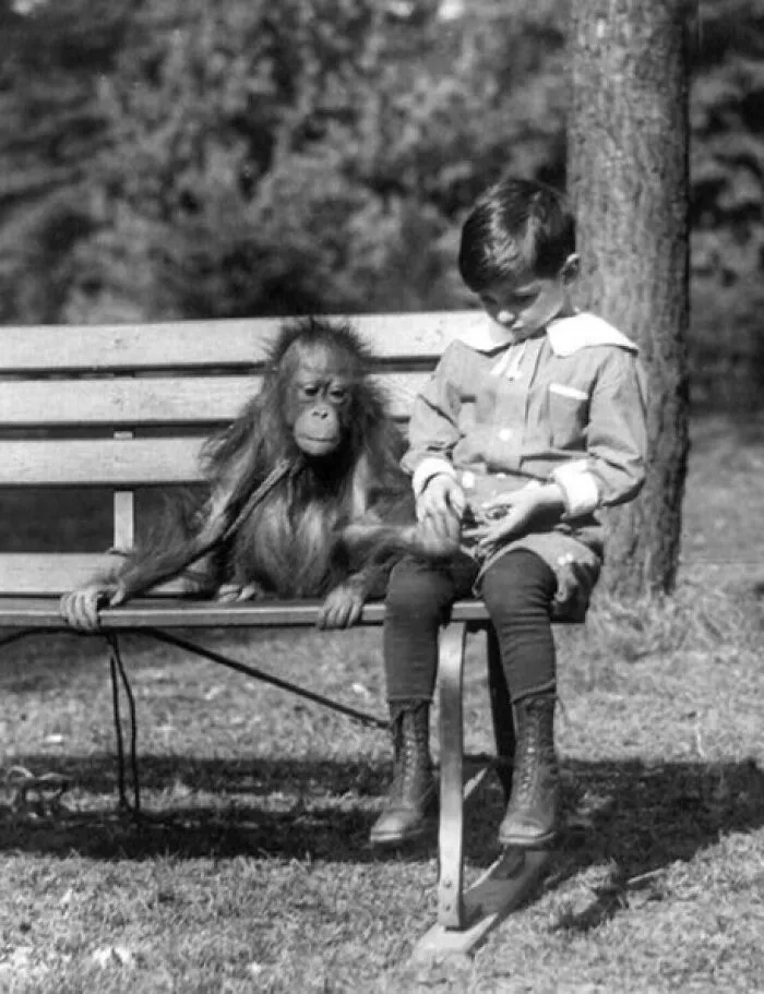 Boy Seated With Orangutan On Bench At The National Zoo, Washington, D.c