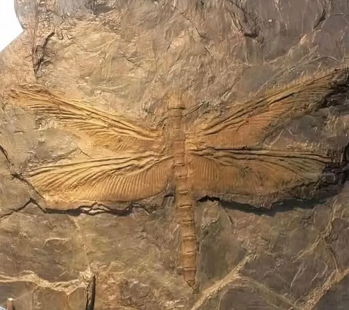 Meganeura, A Formidable Prehistoric Giant Akin To Today’s Dragonflies, But Far Larger, With Wingspans Of Up To 70 Cm (28 In)