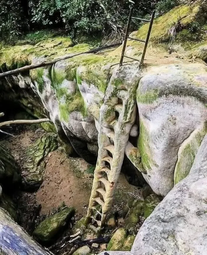 In The Dard River Region Of France, A Remarkable Natural Process Has Unfolded Over The Past Century. A Ladder Submerged In The River Has Undergone Accelerated Fossilization, Becoming Coated In A Thick Layer Of Calcite—essentially Limestone