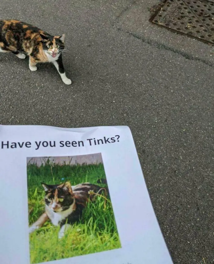 ¿Has visto a Tinks?
