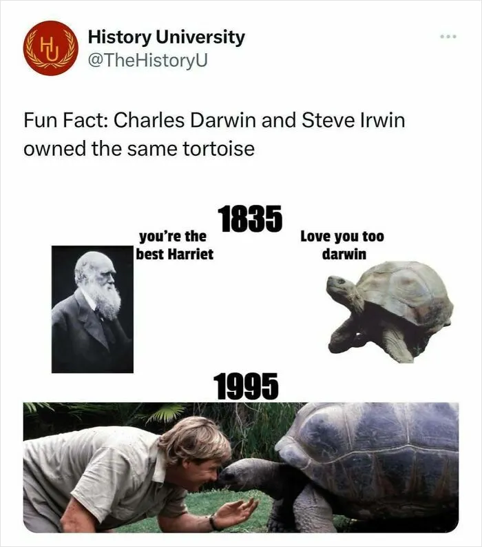 Timeless Tortoise Tales