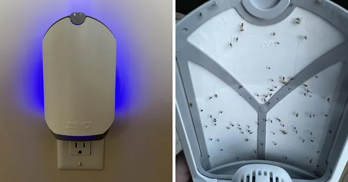 Gnats And Fruit Flies, Your Tiny Reign Of Terror Is Over, Or At Least That's What Everyone Hopes When They Buy This <a Style="Display:inline;" Href="Https://Www.amazon.com/Electric-Flying-Insect-Trap-Starter/Dp/B07t869rny?ie=utf8&th=1&linkcode=ll1&tag=bpseahorse-20&linkid=f9144dcd02c553b7e4ae461b1f73e61d&language=en_us&ref_=as_li_ss_tl" Target="_blank"><span Style="Font: Inherit; Color: #d74b1f;"> Plug In Flying Insect Trap & Cartridge </Span>