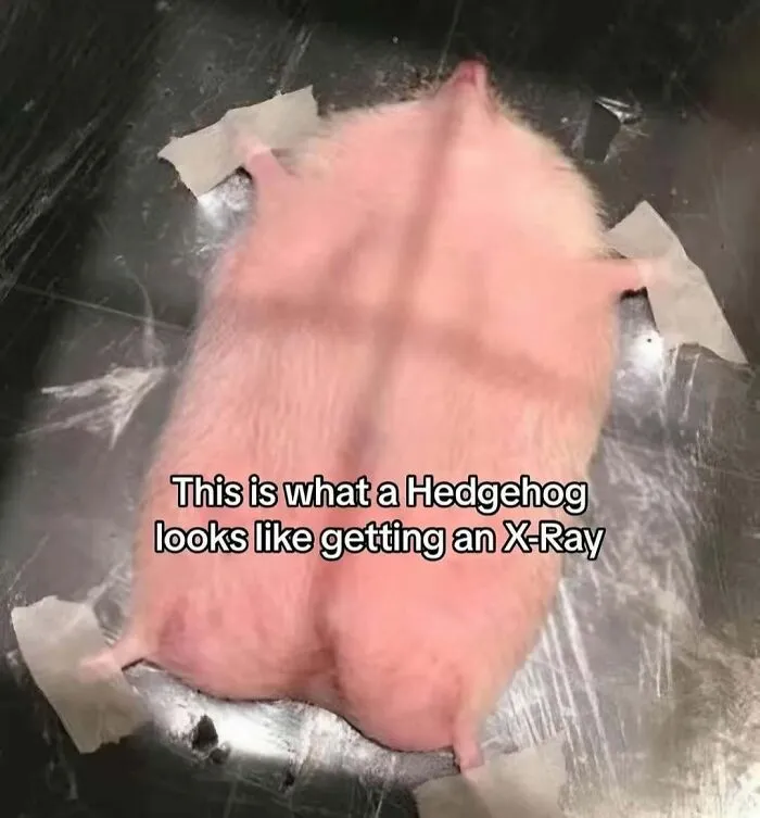 Ever Wondered What A Year-Old Banana Looks Like? Here Are 50 Interesting Posts Just Like That