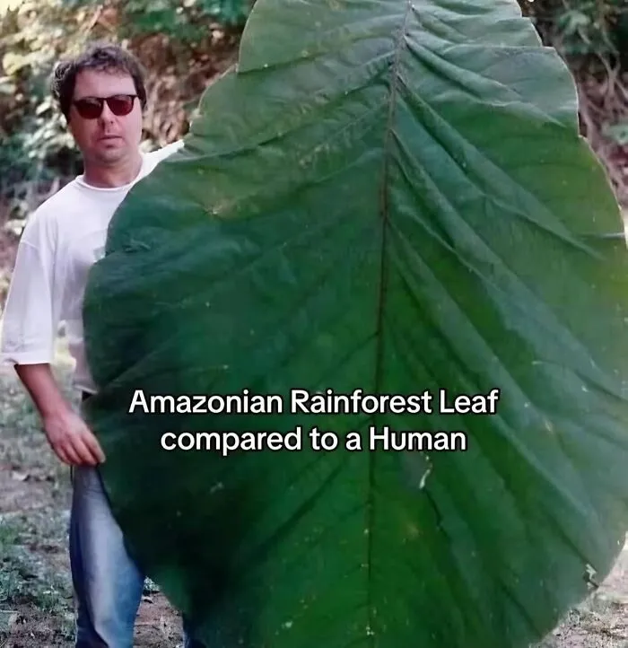 Ever Wondered What A Year-Old Banana Looks Like? Here Are 50 Interesting Posts Just Like That
