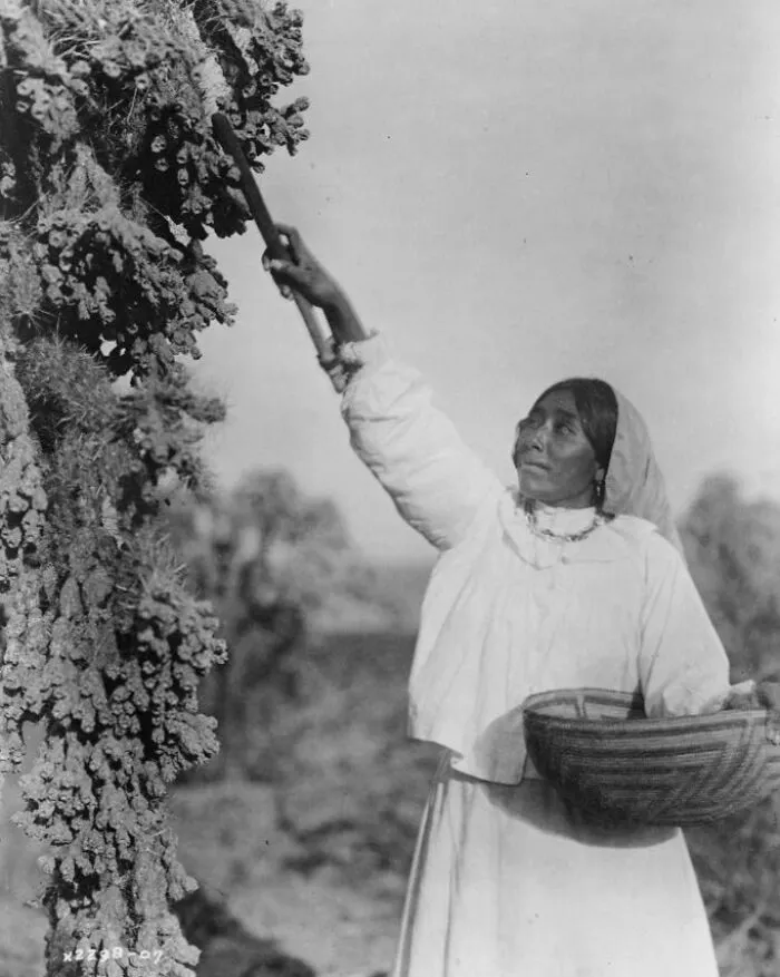 Gathering Hanamh - Papago Woman Picking Cactus Fruit With Wooden Stick