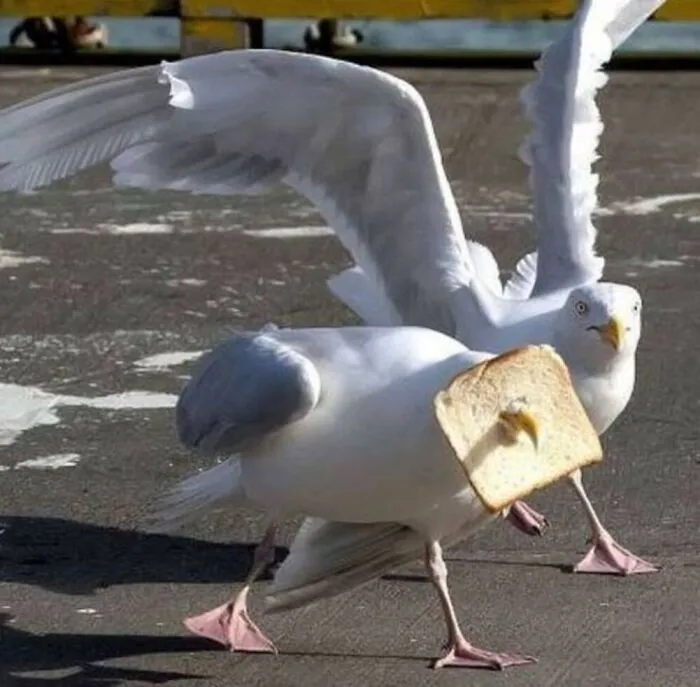 Seagull caught with a slice of bread on its beak, showcasing a weird pics or it didn’t happen moment outdoors.