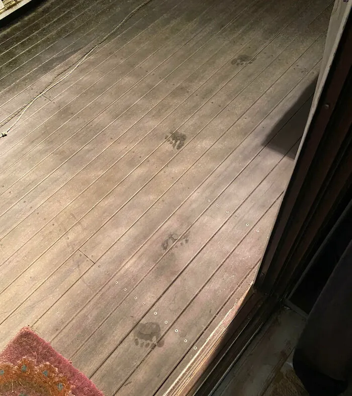 I Went To Go Turn Off The Porch Light Last Night At Around 12 AM And Saw This On The Deck. I Live On The Back Of A State Forest