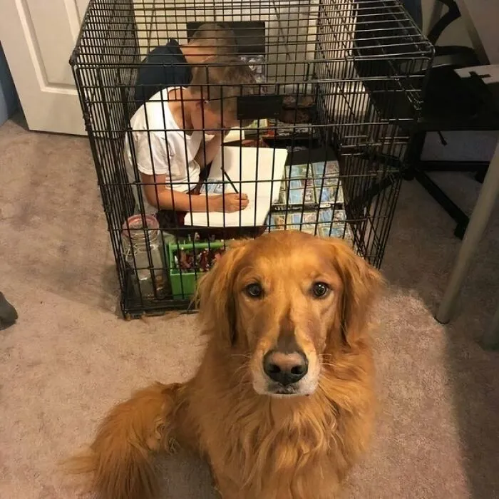 50 Hilarious Moments Of Pets Being All Drama, No Solutions (New Pics)
