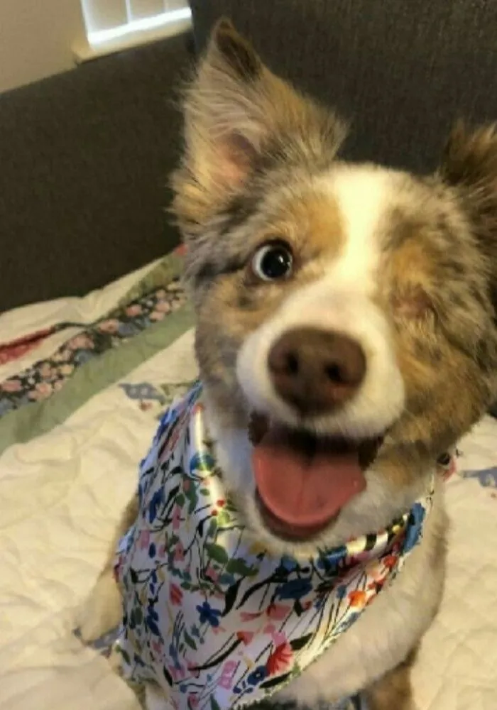 50 Hilarious Moments Of Pets Being All Drama, No Solutions (New Pics)