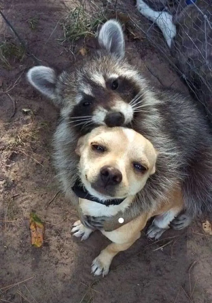50 Hilarious Moments Of Pets Being All Drama, No Solutions (New Pics)