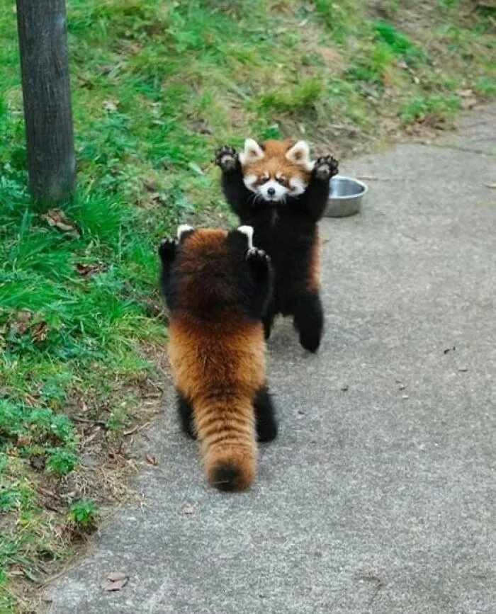 50 Hilarious Moments Of Pets Being All Drama, No Solutions (New Pics)