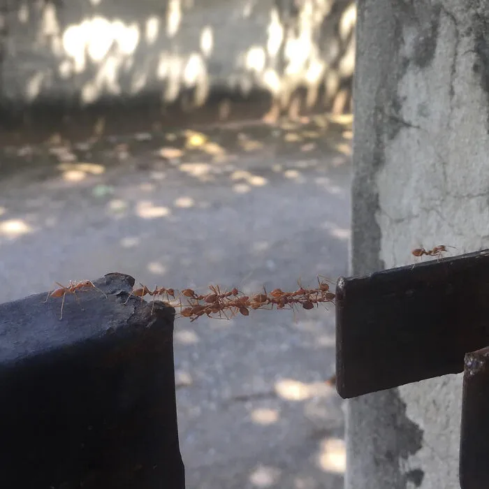 Hormigas haciendo un puente para cruzar