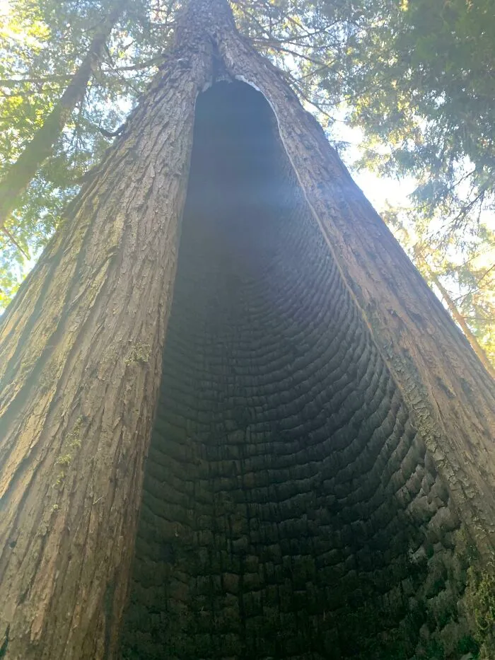 Interior quemado de un árbol gigante en un bosque con coincidencias increíbles de la naturaleza poco comunes.
