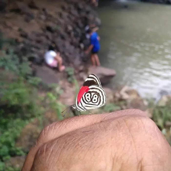 Mariposa con diseño 88 posada sobre mano en entorno natural, una coincidencia increíble que casi nunca ocurre.