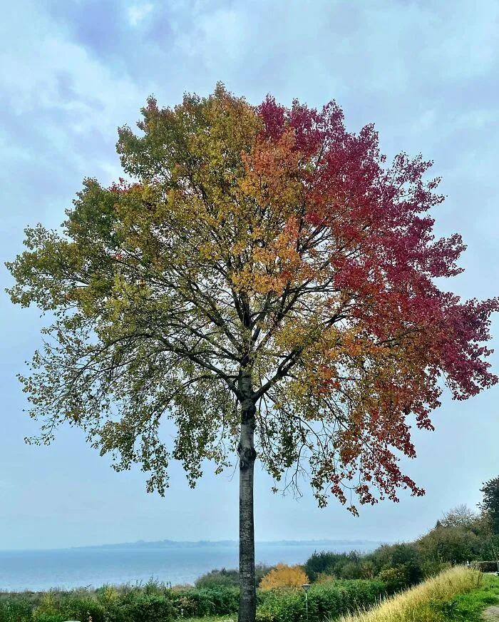 Encontré este increíble árbol otoñal multicolor mientras caminaba hoy.
