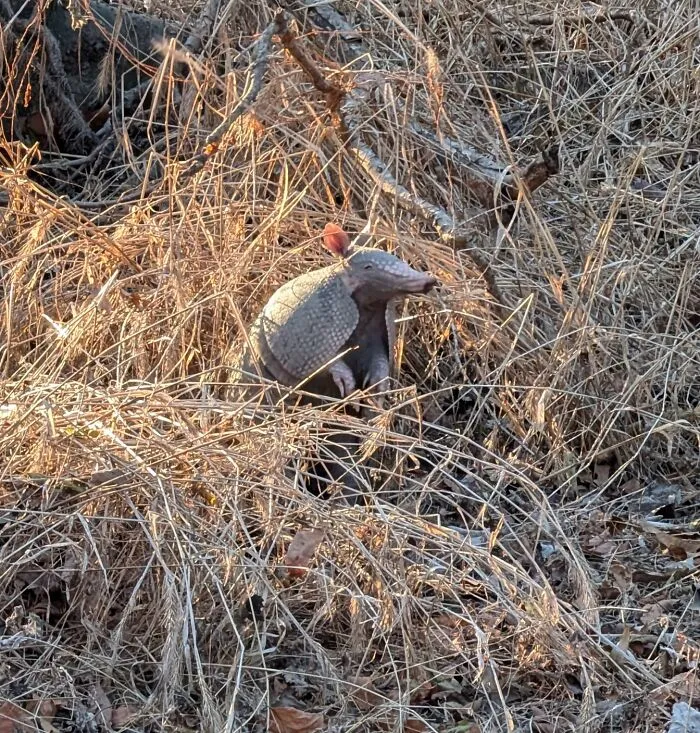 Armadillo entre ramas secas, un ejemplo de coincidencias increíbles que casi nunca ocurren en la naturaleza.