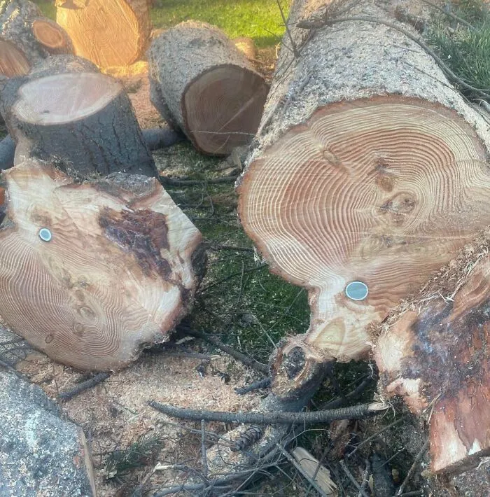 Coincidencias increíbles en troncos de árbol con marcas circulares casi idénticas y patrones naturales únicos al lado de ramas.