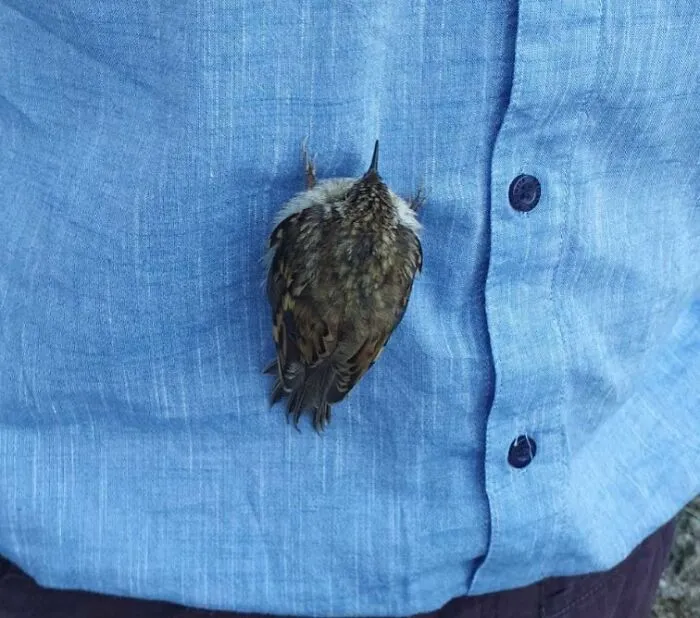 Este pájaro aterrizó en mi camisa hoy y se quedó dormido.