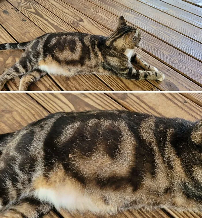 El gato de mi tía tiene la palabra "no" encerrada en un círculo en su pelaje.