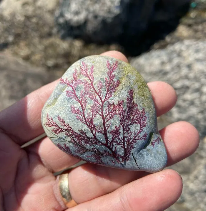 Encontré una piedra con algas secas adheridas.