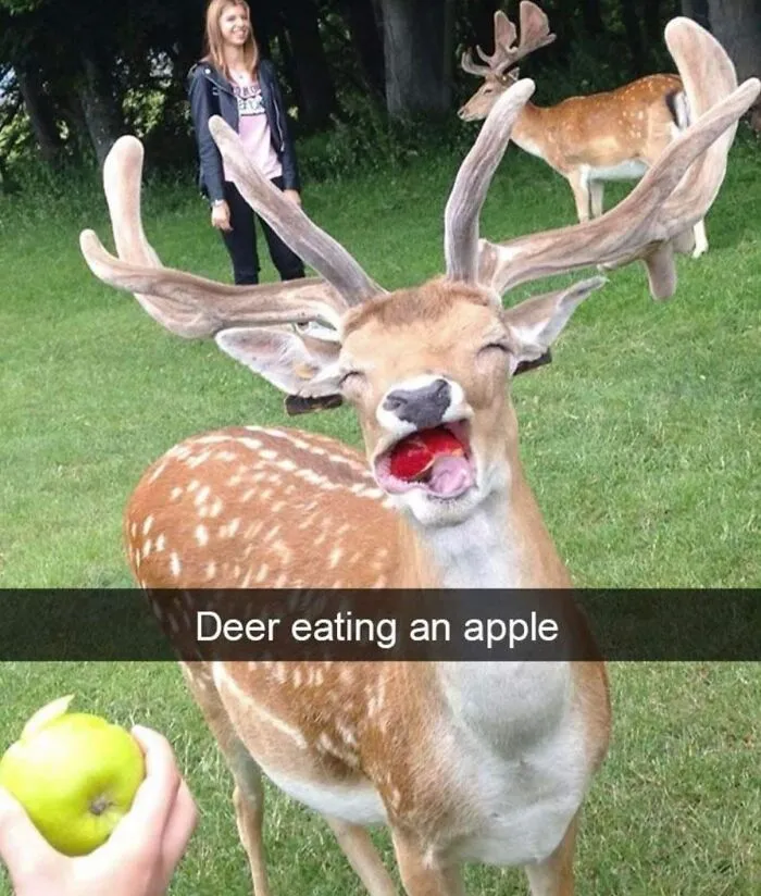 50 Animal Pics That Are Too Good Not To Share