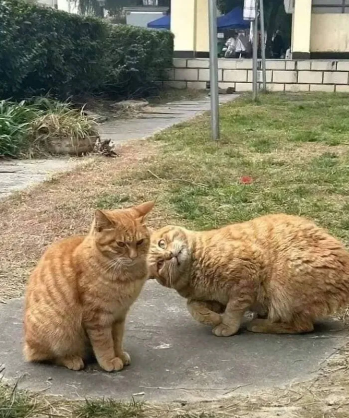 50 Animal Pics That Are Too Good Not To Share