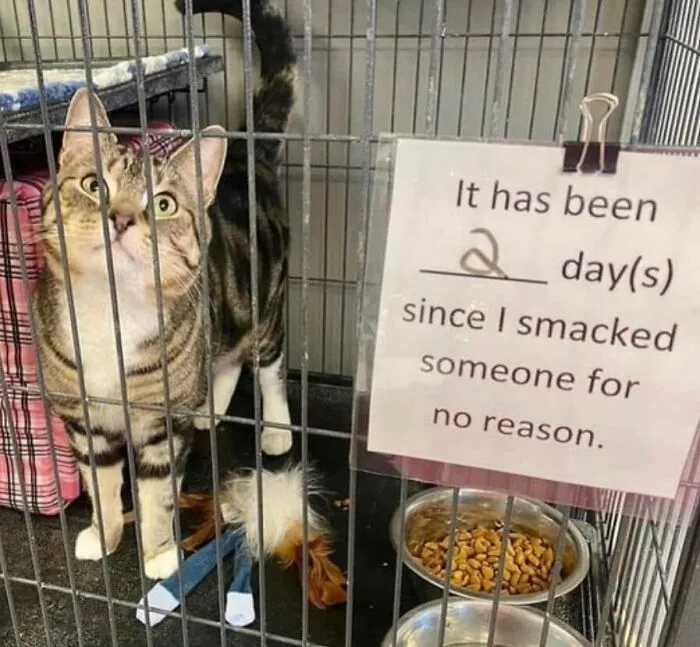 40 Times Cat Owners Captured The Most Adorkable Pics Of Their Pets