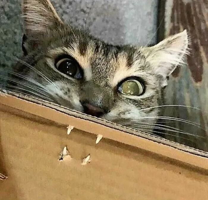 40 Times Cat Owners Captured The Most Adorkable Pics Of Their Pets